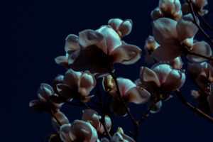 写真作品