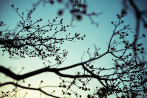 写真作品
