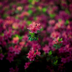 写真作品