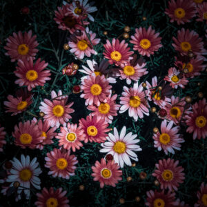 写真作品