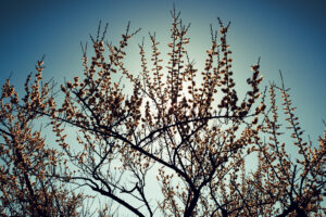 写真作品