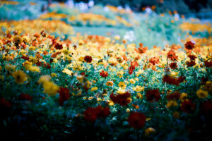 写真作品