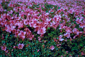 写真作品