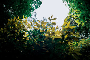 写真作品