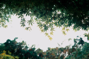 写真作品
