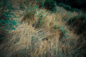 写真作品