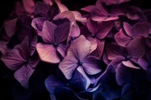写真作品