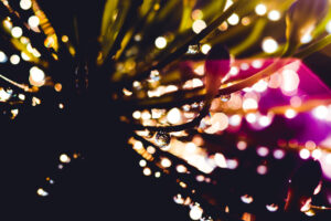 写真作品