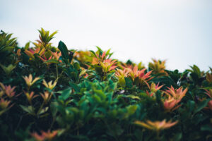 写真作品