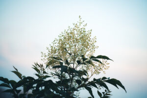 写真作品
