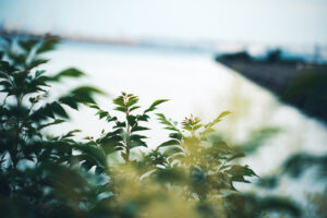 写真作品