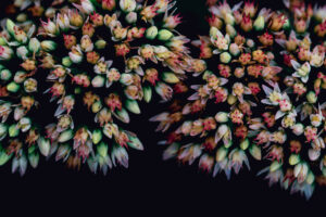 写真作品