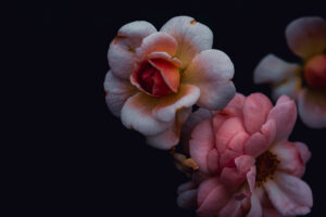 写真作品