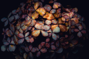 写真作品
