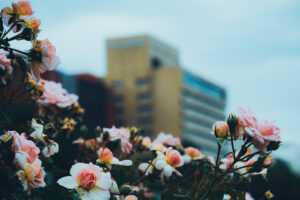 写真作品