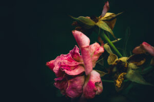 写真作品