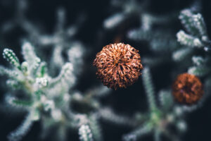 写真作品