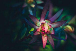 写真作品
