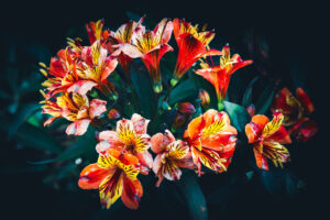 写真作品