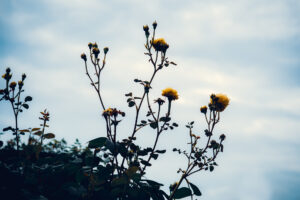 写真作品