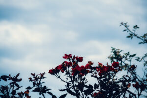 写真作品