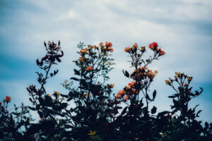 写真作品