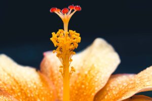 写真作品