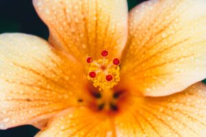 写真作品