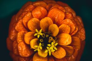 写真作品