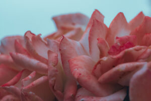 写真作品