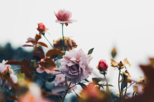 写真作品