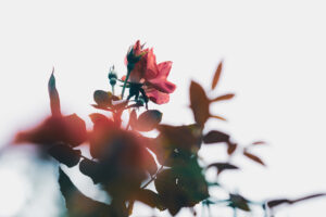 写真作品