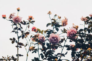 写真作品