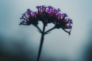 写真作品
