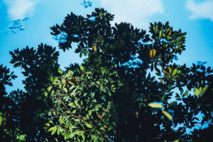 写真作品
