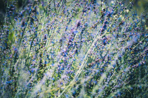 写真作品