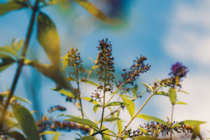 写真作品
