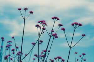 写真作品