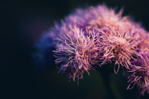 写真作品