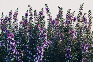 写真作品