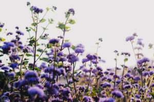 写真作品
