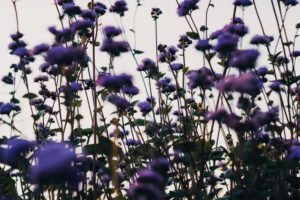 写真作品