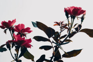 写真作品