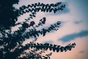写真作品