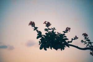 写真作品