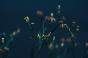 写真作品