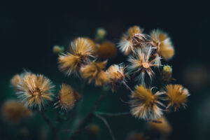 写真作品