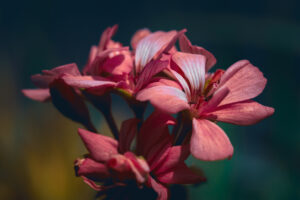 写真作品