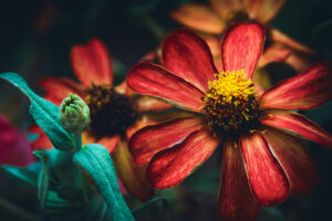 写真作品