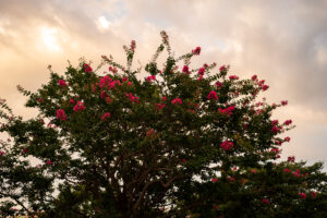 写真作品